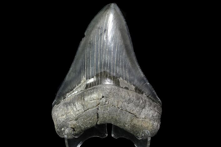 Glossy, Serrated, Fossil Megalodon Tooth - Georgia #74610
